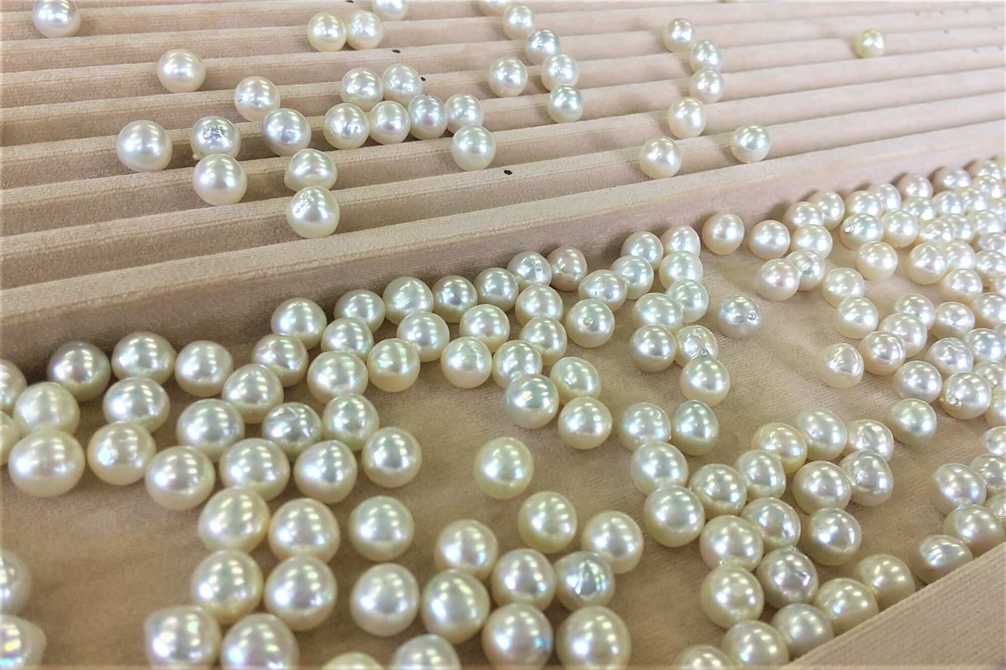 ピンクゴールド&真珠ピアス製作